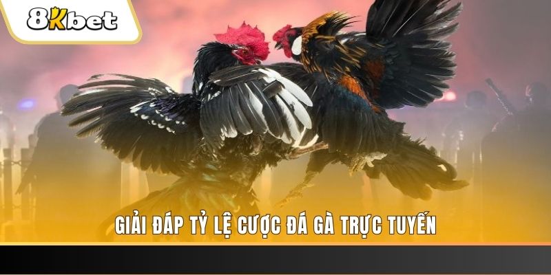 bwing trực tiếp đá gà thomo