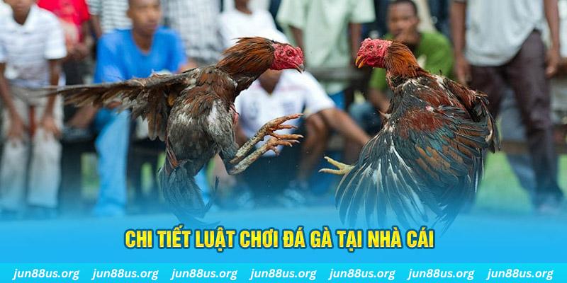bwing đá gà thomo