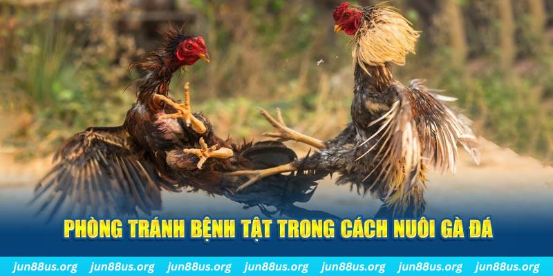 bwing Bài Poker Bonus